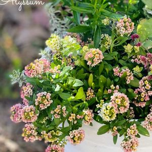 寄せ植え,癒しのお花,アリッサム ミックス,愛の花♡,ありがとうの花❣️の画像
