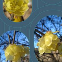 ロウバイ,蝋梅,ソシンロウバイ,地植え,良い香りの画像