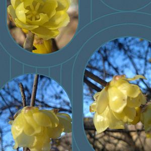 ロウバイ,蝋梅,ソシンロウバイ,地植え,良い香りの画像