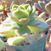 リラシナ✖️アガボイデス,シャビアナ,ギルバ,パープルディライト,アモエナ×リラシナの画像