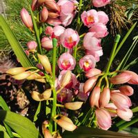 シンビジウム,シンビジウム,ガーデニング,癒し,花のある暮らしの画像