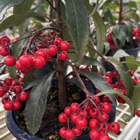 万両,万両,正月飾り,鮮やか ,カラフルの画像