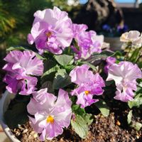 パンジー,パンジー きもの,パンジー きもの,ガーデニング,癒しの画像