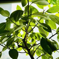 フィカス,フィカス・ルビキノーサ,インドアグリーン,ジャングル,フィカス属の画像