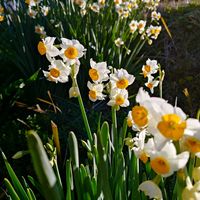 スイセン,水仙,田んぼ,散歩,田んぼのあぜ道の画像