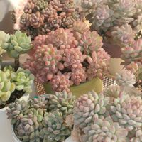 多肉植物いろいろ,花火,花野薔薇,バブルキャンディ,ピンクローサの画像