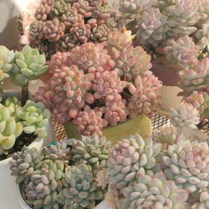 多肉植物いろいろ,花火,花野薔薇,バブルキャンディ,ピンクローサの画像