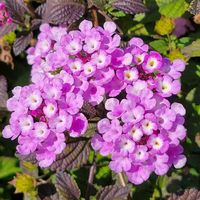 ランタナ,外出先にての画像