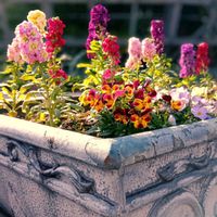 ハナキリン,アート、ドライフラワー,植物園にて～♡,洋ラン展にて,GSのみなさんに感謝♡の画像