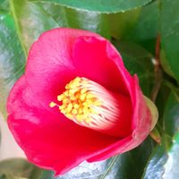 ツバキ,藪椿,赤い花,藪椿♪,椿♪の画像