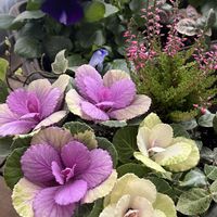 サントリーミルフル,パンジービーコン,寄せ植え,金魚草アールグレイ,GSの皆さまに感謝♡の画像