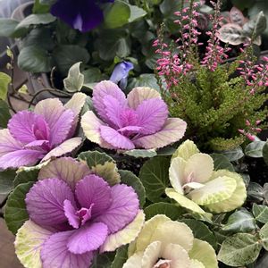 サントリーミルフル,パンジービーコン,寄せ植え,金魚草アールグレイ,GSの皆さまに感謝♡の画像