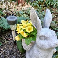 プリムラ,プリムラ,庭の植物の楽しみの画像