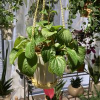 ペペロミア,ペペロミア・キト,ペペロミア バーガンディ,ペペロミア　ラナの画像