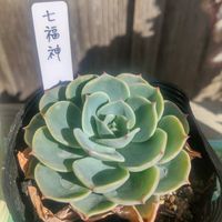 七福神,リトープス,多肉植物,癒される,楽しい時間の画像