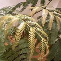 エバーフレッシュ,カラテアオルビフォリア,熱帯植物の画像