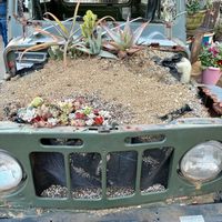 多肉,多肉植物いろいろ,多肉植物,多肉寄せ植え,多肉大好きの画像