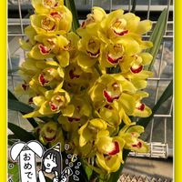 シンビジウム,いつもありがとう♡,GSのみなさんに感謝♡,過去pic,復興祈願の画像