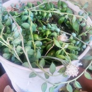 白菜,キッチン,家庭菜園,庭の画像