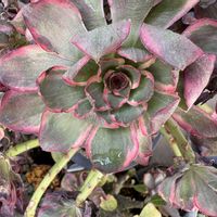 お花大好き,いつもありがとうございます(❁ᴗ͈ˬᴗ͈),多肉大好き♡,錦　にしき,ベランダの画像