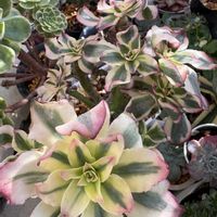 お花大好き,いつもありがとうございます(❁ᴗ͈ˬᴗ͈),多肉大好き♡,錦　にしき,ベランダの画像