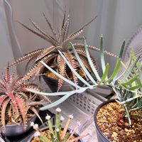 ソテツ,ディッキア．,サイカス クピダブルー,ソテツ類,サイカスの画像