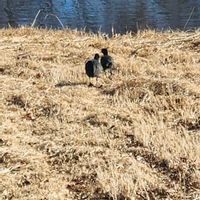 ススキ,ススキの画像