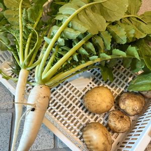 葉大根,ジャガイモ デジマ,出島,楽しい,収穫の画像