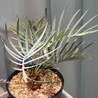 ソテツ,サイカス クピダブルー,ソテツ類,サイカス,クピダブルーの画像