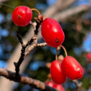 サンシュユ,山茱萸,雑草,山野草,野草の画像