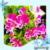 ペラルゴニウム,ペラルゴニウム,ロウバイ,ロウバイ,花のある暮らしの画像