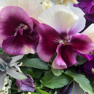 パンジー　アルバルーチェ,寄せ植え,ありがとう❤️,キュンキュン乙女倶楽部,世界平和の画像