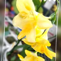 フリージア,お出かけ先にて,花のある暮らし♡の画像