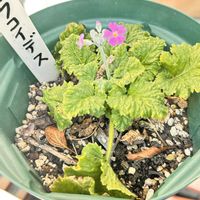 プリムラ マラコイデスの画像