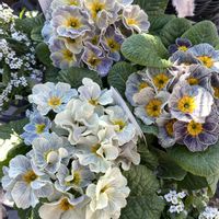 ガーデニング,緑のある暮らし,庭作り,庭の画像