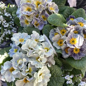 ガーデニング,緑のある暮らし,庭作り,庭の画像