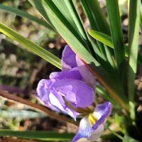 寒咲きアヤメ,花壇,小さな花,マイガーデン,武器ではなく花をの画像