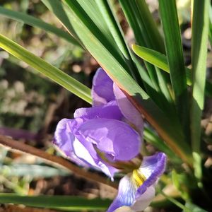 寒咲きアヤメ,花壇,小さな花,マイガーデン,武器ではなく花をの画像