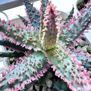 アロエ カスティロニアエ ハイブリッド,アロエ  ハイブリッド,アロエ  ハイブリッド,多肉植物,多肉多肉多肉の画像