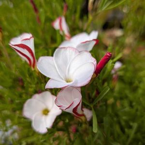 バラ,今日の花,晴れた日,お散歩写真,GSのみなさんに感謝♡の画像