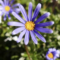 ブルーデージー,ルリヒナギク,花のある暮らし,青色の花,花探し散歩の画像