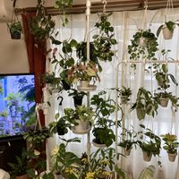 ホヤ,リビング,南向き,窓辺の画像