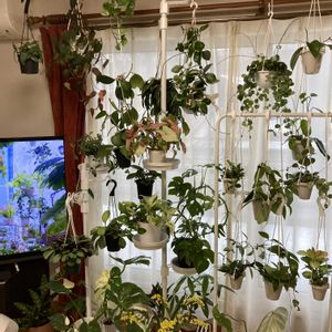 ホヤ,リビング,南向き,窓辺の画像