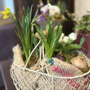 寄せ植え,球根,プレゼントの画像