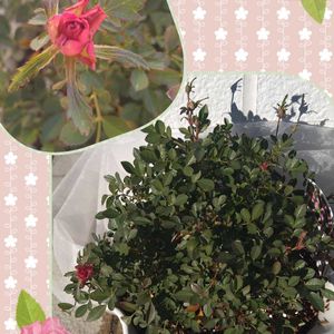 ミニバラ,姫バラ,ワンダーファイブ,小さな花,モニターの画像