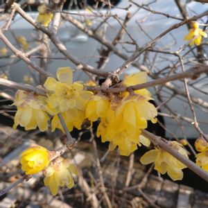 ロウバイ,まだまだ初心者,花のある暮らし,緑のある暮らし,今日のお花の画像