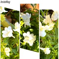 ネメシア,宿根ネメシア,白い花,꒰ღ˘◡˘ற꒱かわゅ~,植物中毒の画像