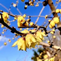 ロウバイ,ソシンロウバイ,マンゲツロウバイ,ワロウバイ,ワロウバイの画像