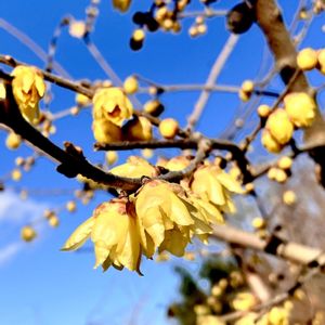 ロウバイ,ソシンロウバイ,マンゲツロウバイ,ワロウバイ,ワロウバイの画像