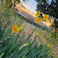 スイセンの画像